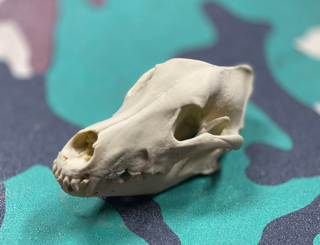 3D Printed Dog Skull